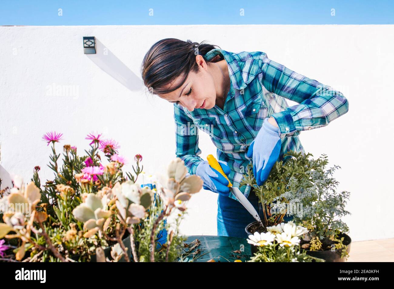 Latins jardinier femme prenant soin des plantes et des fleurs, le jardinage à domicile dans la ville de Mexico Banque D'Images