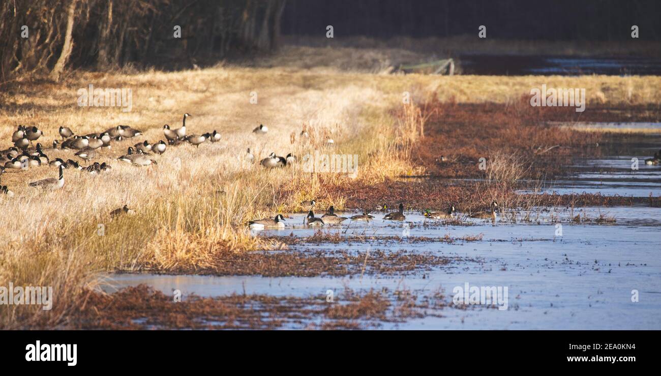 Un troupeau de bernaches du Canada et quelques canards colverts se mêlent au bord d'un marais à l'intérieur du refuge national de la faune de Muscatatuck. Il y a beaucoup de tons bruns. Banque D'Images