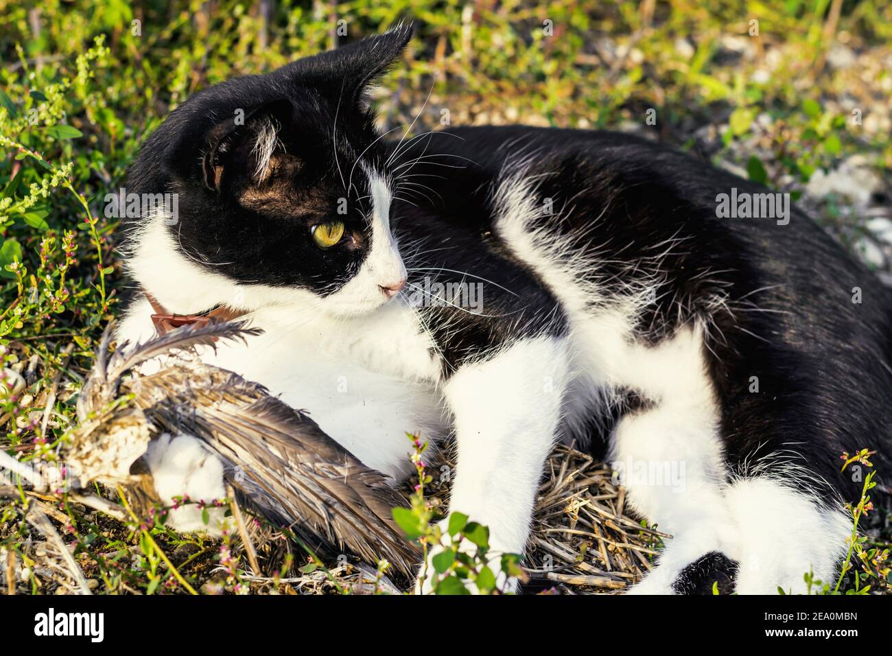 Jeune Chat Bicolore Europeen Noir Et Blanc Dans Un Champ Avec Squelette D Oiseau Photo Stock Alamy