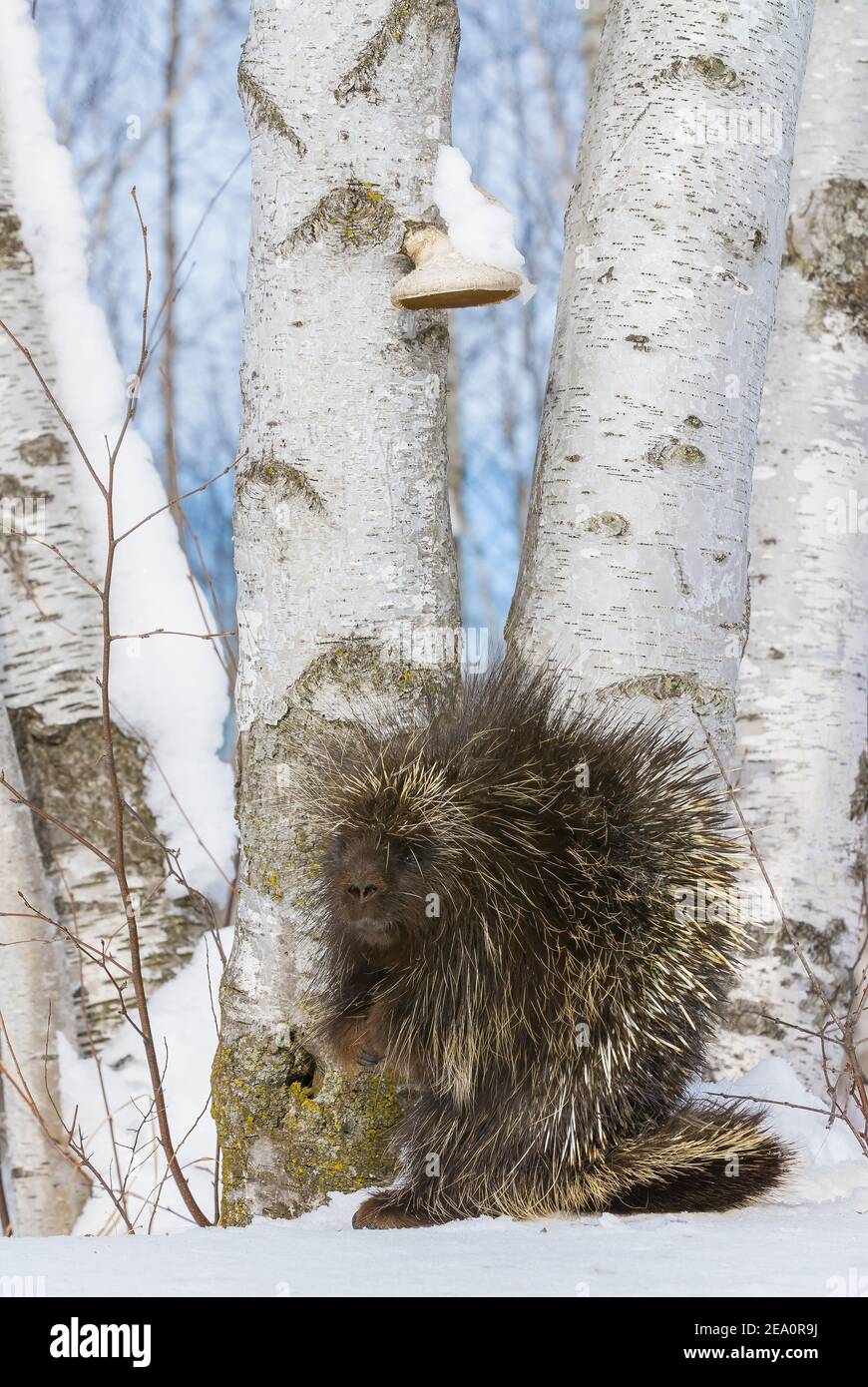 Porcupine (Erethizon dorsatum), alimentation, forêt de bouleau blanc (Betula papyrifera), E. Amérique du Nord, par Dominique Braud/Dembinsky photo Assoc Banque D'Images