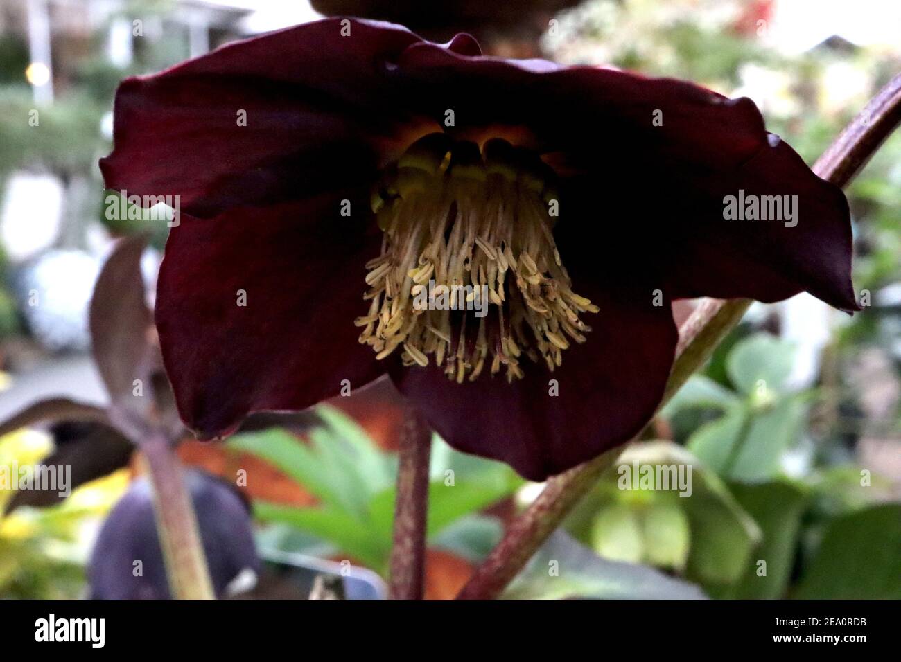 Helleborus x hybridus ‘Lucy Black’ hellebore Lucy Black – fleur extérieure noire très pourpre, février, Angleterre, Royaume-Uni Banque D'Images