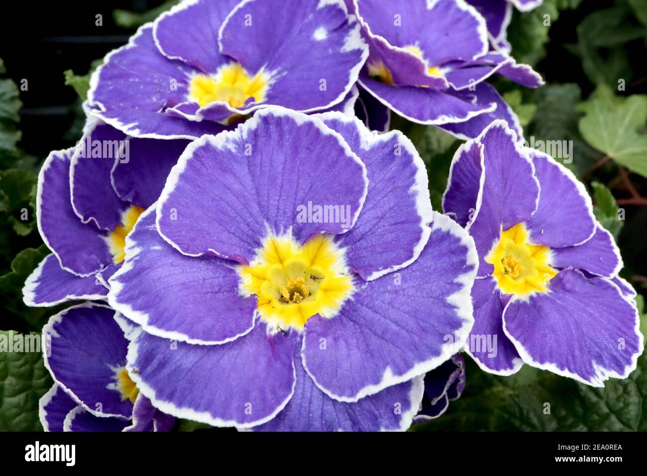 Primula Primrose ‘Parkly Mix Blue’ Primrose Sparkly Blue – fleurs d’indigo violets blanches, février, Angleterre, Royaume-Uni Banque D'Images