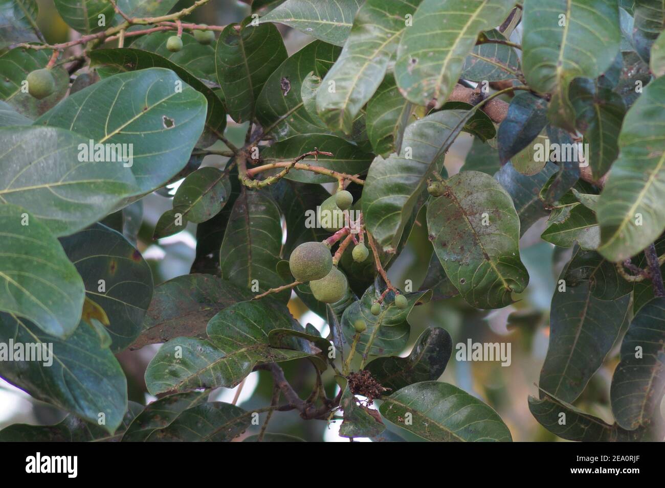 Petites mangues dans la saison de floraison de l'arbre de Mango Banque D'Images