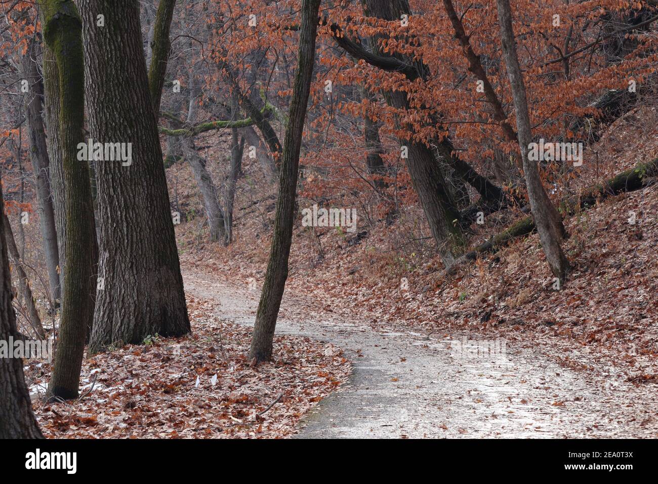 Sentier accueillant à travers de grands arbres en automne. Banque D'Images