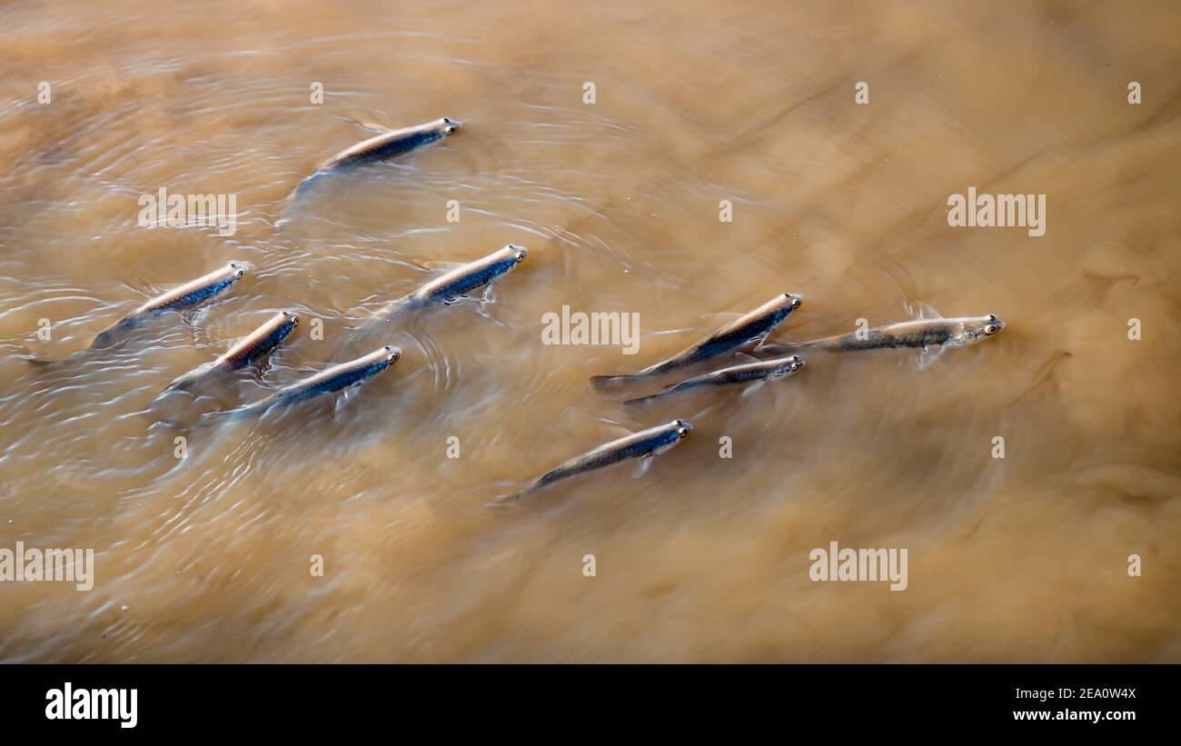 Poissons nageurs hors de l'eau dans la rivière Alligator Sud Banque D'Images Poissons nageurs hors de l'eau dans la rivière Alligator Sud Banque D'Images