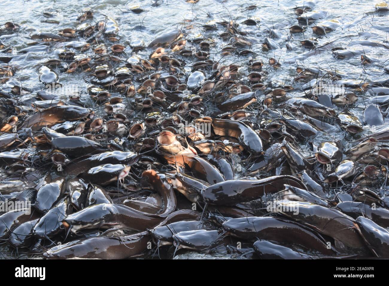 Lac monstre chat géant poissons dans un lac avec ouvert bouche pour l'alimentation Banque D'Images