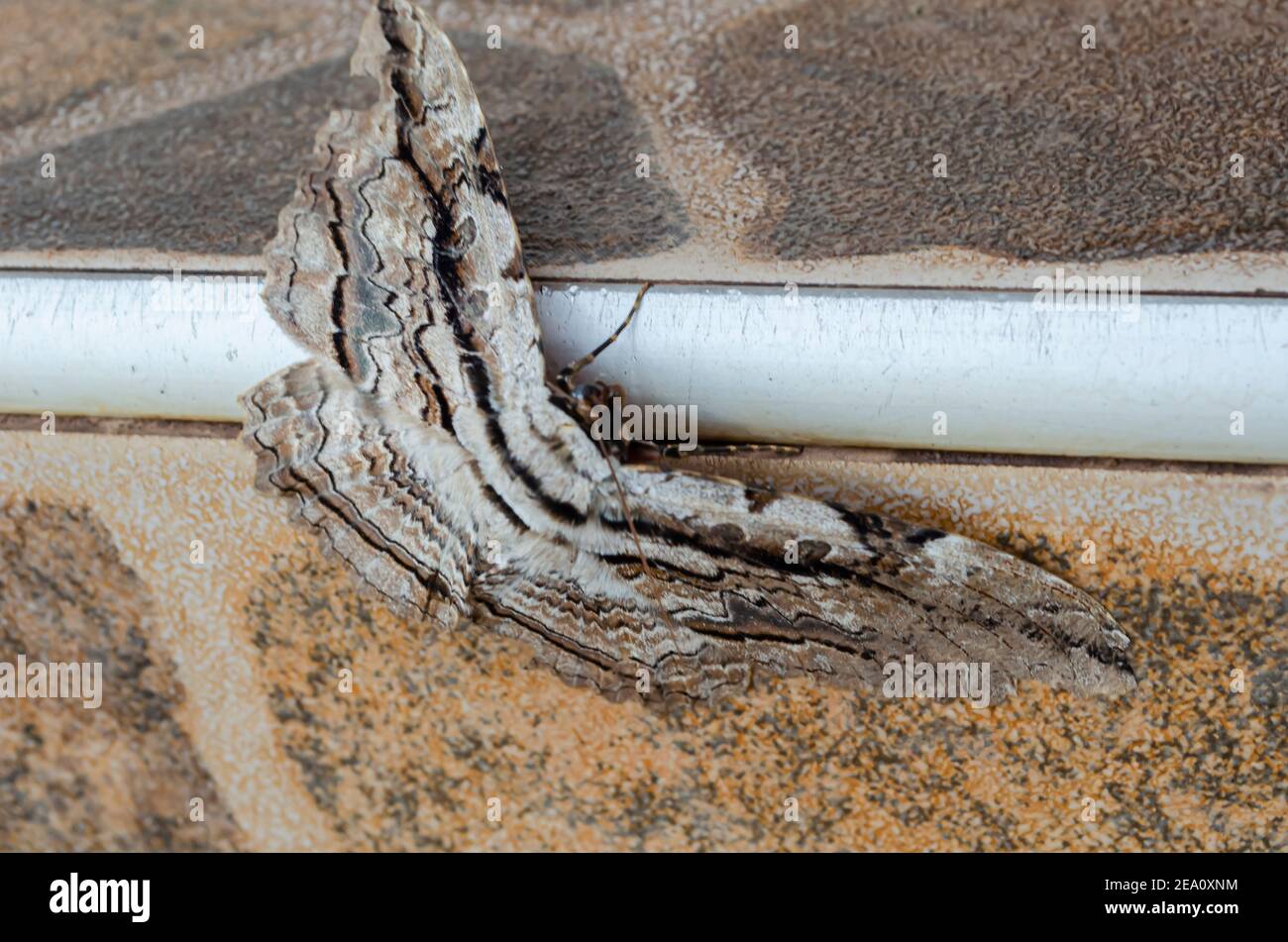 Thysania Zenobia (OWL Moth) sur le bord du pas Banque D'Images