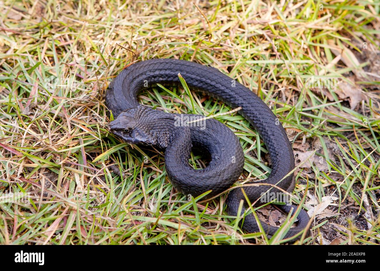 Un serpent à hognose de l'est (Heterodon platirhinos) à pigmentation noire, dans une zone herbeuse, près de Springfield, en Géorgie. Banque D'Images