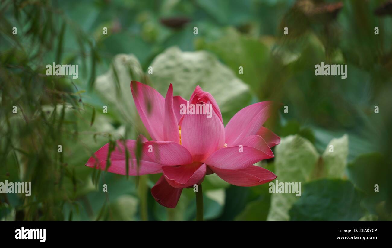 Photos haute résolution Lotus Flowers Banque D'Images