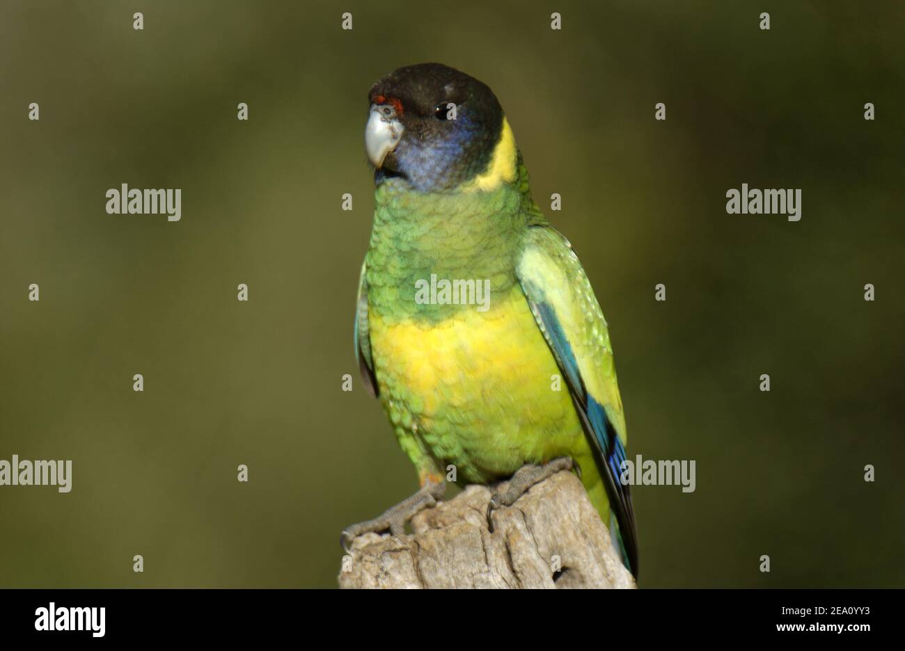 Le Ringneck australien (Barnardius zonarius) est un perroquet originaire d'Australie vu ici perché sur une souche d'arbre dans l'outback de l'Australie occidentale. Banque D'Images