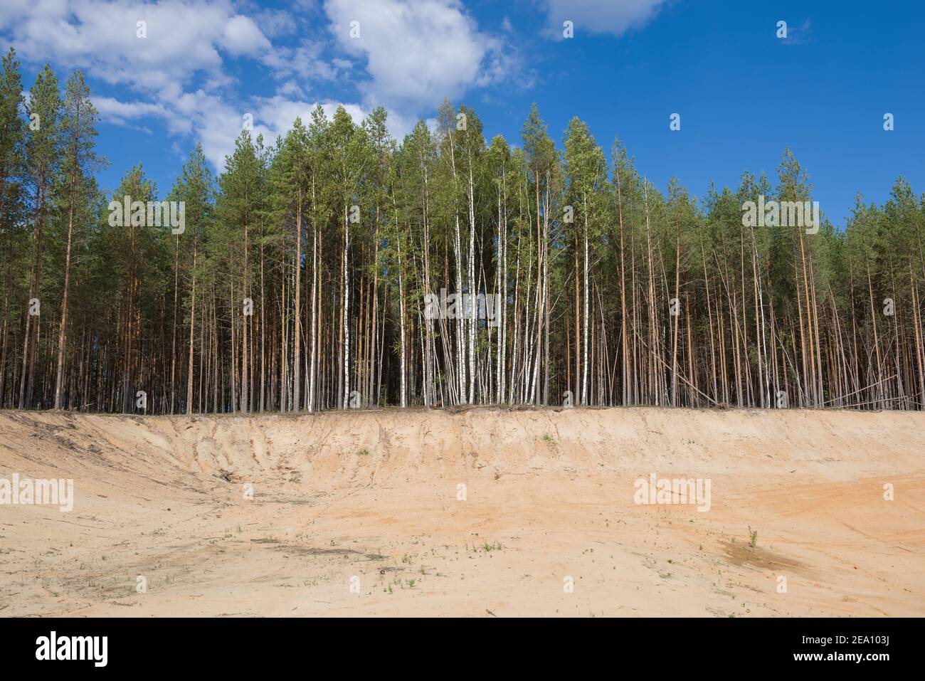 La forêt au bord de la carrière de sable est un jour ensoleillé d'été. Russie Banque D'Images