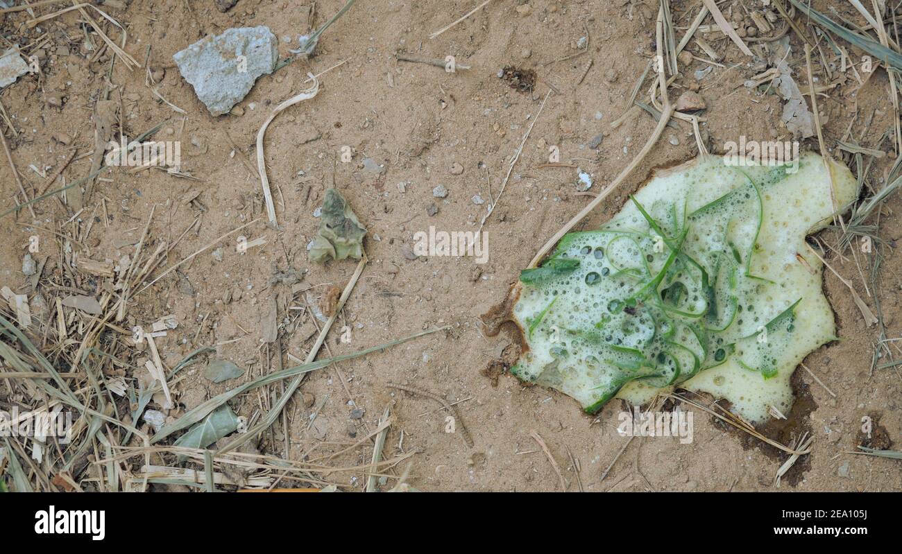 Vomir De L Herbe Banque D Image Et Photos Alamy