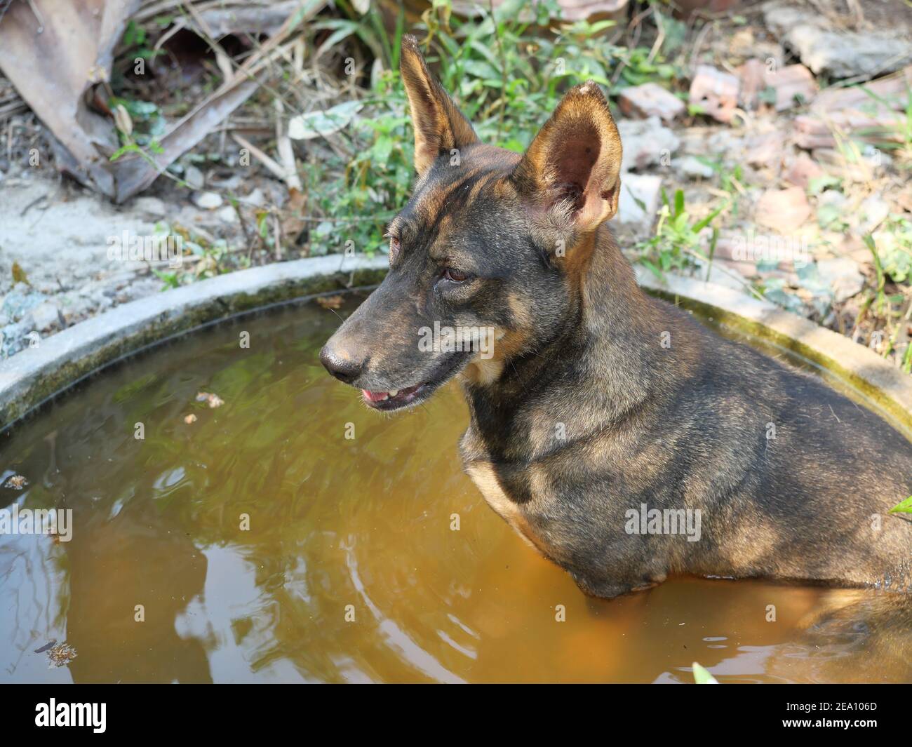 Le chien brun foncé assis dans l'eau dans la baignoire, comportement d'animal de compagnie et repos en été et par temps chaud Banque D'Images
