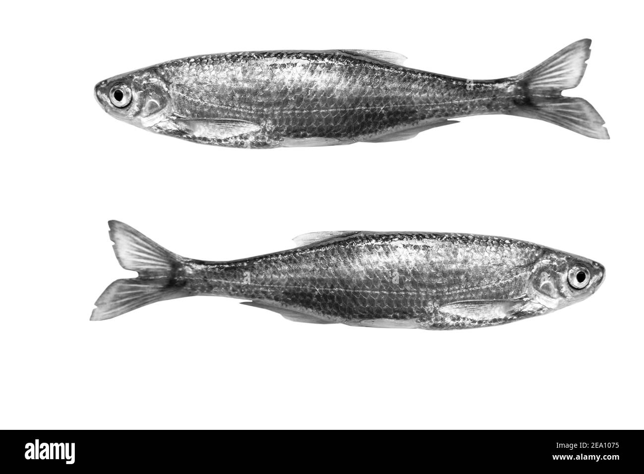 Poisson frais isolé sur fond blanc. Poissons d'eau douce sauvages frais isolés sur du blanc avec un chemin d'écrêtage. Espace vide pour le texte. Copier l'espace. Banque D'Images