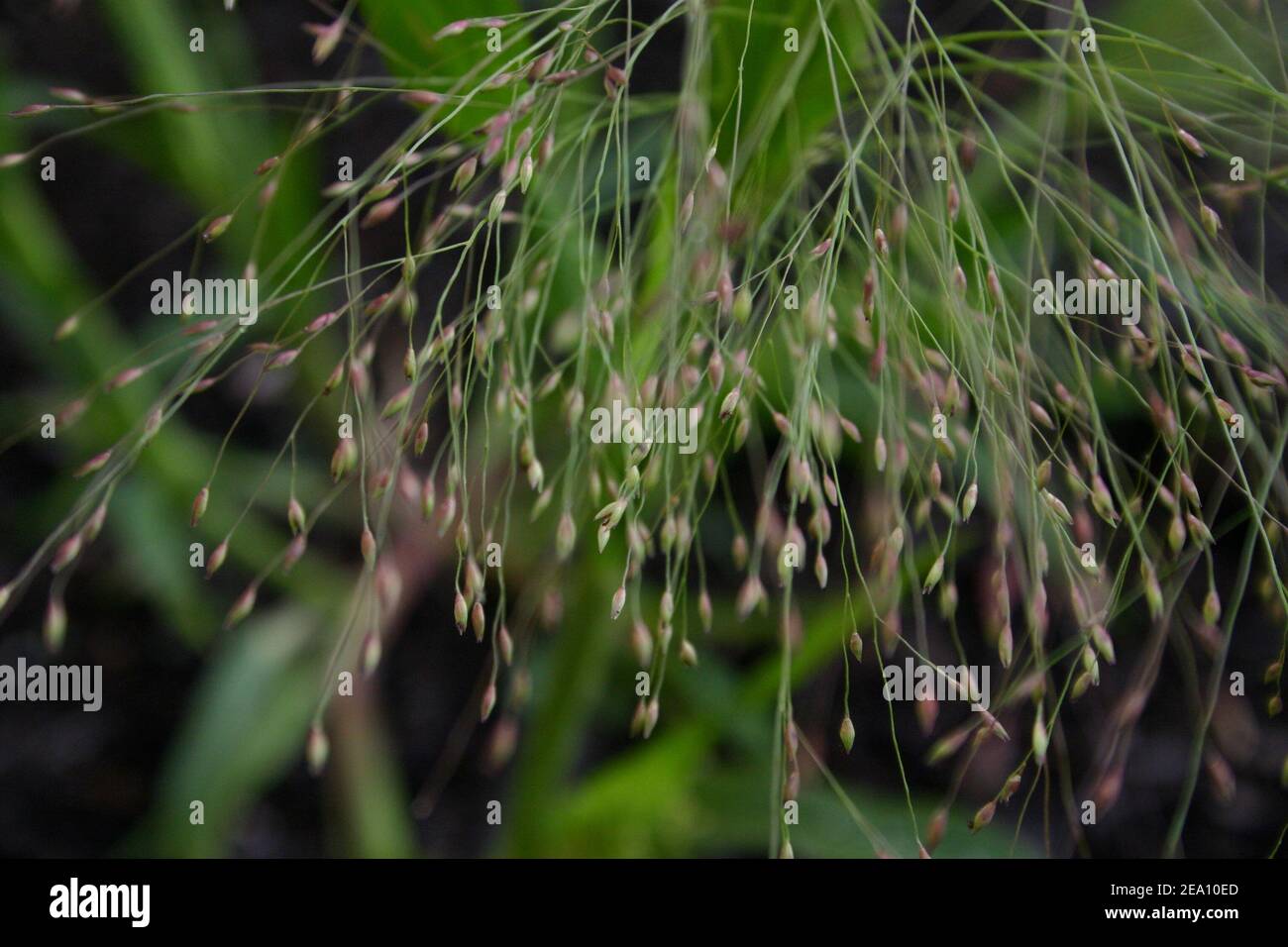 Graines d'herbe verte Banque D'Images