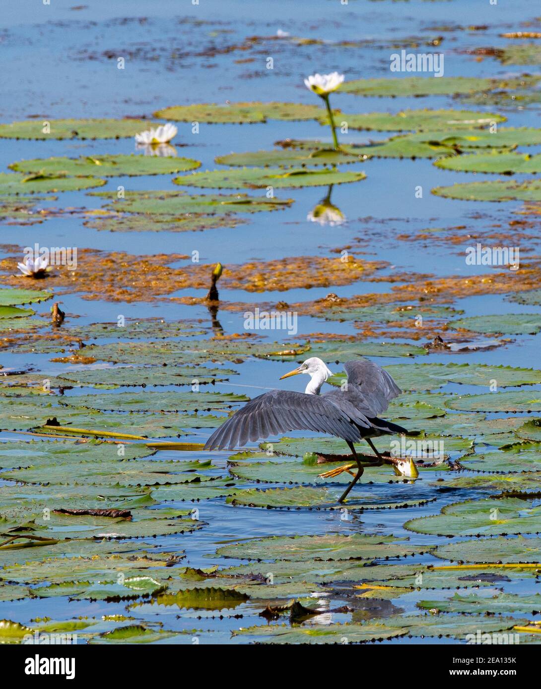 Heron à pied immature (Ardea picata) débarquant avec des ailes ouvertes sur des coussins de nénuphars dans une zone humide, barrage de Fogg, territoire du Nord, territoire du Nord, Australie Banque D'Images