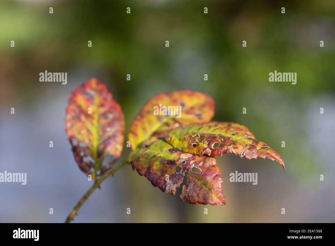 feuilles brunes et vertes au soleil tôt le matin avec un fond vert naturel Banque D'Images