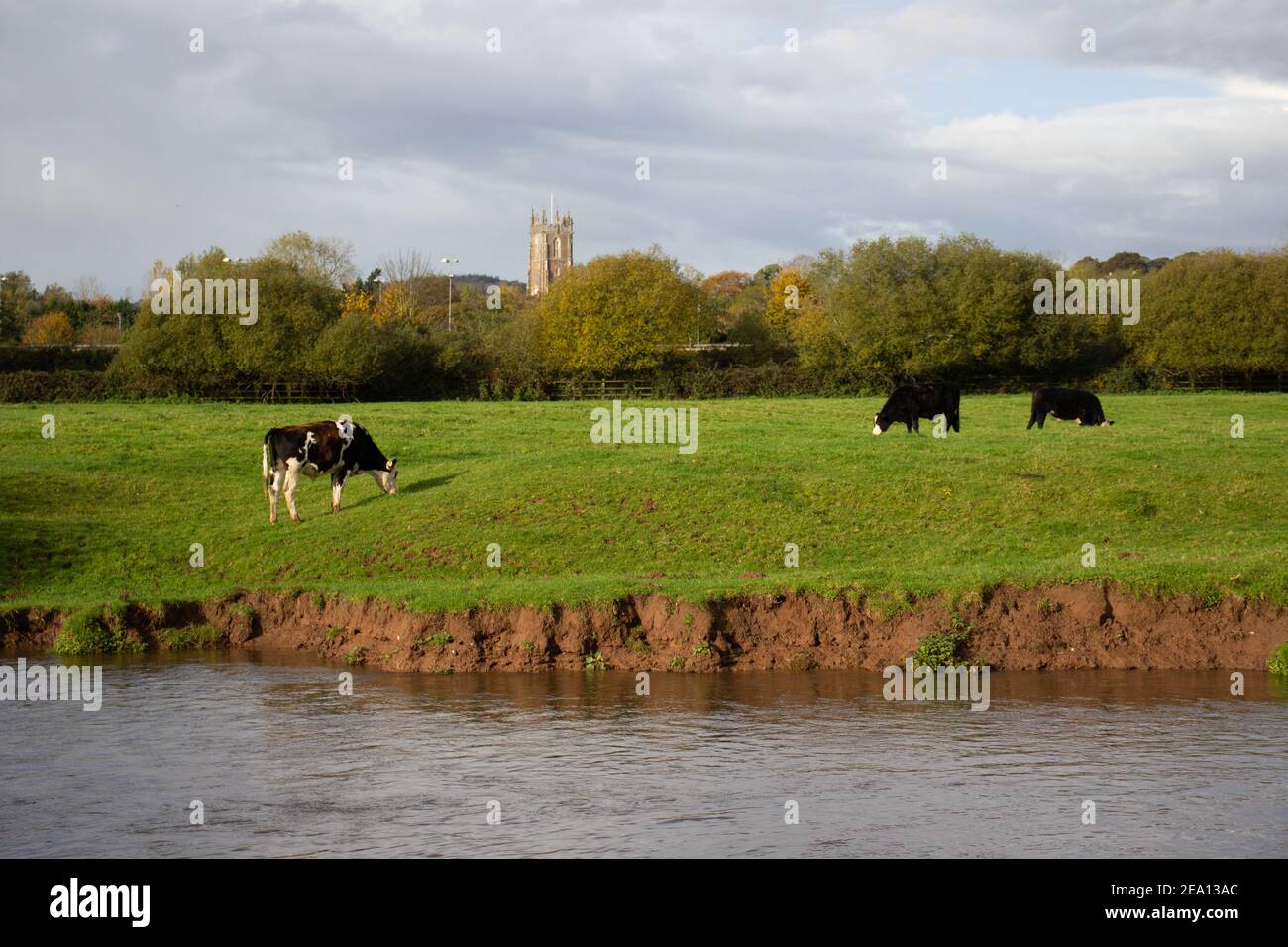 bétail pâturage dans un champ près de la rive de la rivière avec une église au loin et ciel bleu avec un peu de nuages Banque D'Images