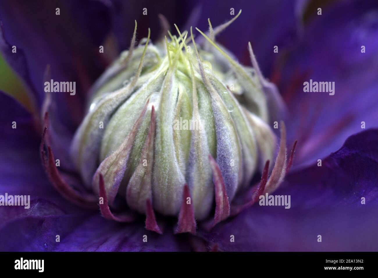 Le cœur d'une clématis à plusieurs pétales. Belle sorte cultivée Multi Blue. Cette sorte a des quantités infinies de pétales. Ils sont ici encore repliés ensemble. Banque D'Images