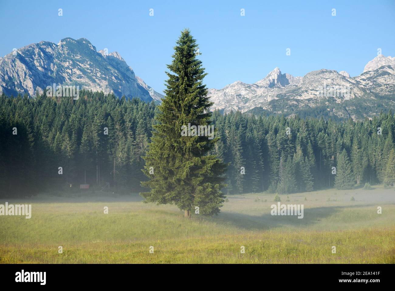 Sapin et forêt isolés dans le parc Durmitor, Monténégro Banque D'Images