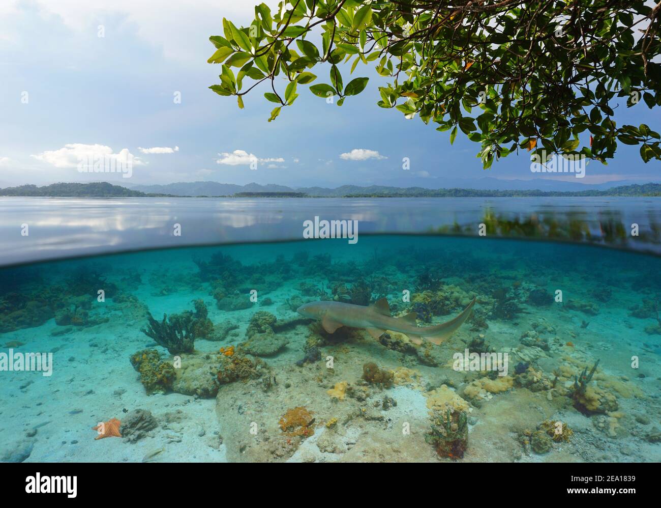 Paysage marin tropical sur et sous la surface de l'eau avec une infirmière de requin, mer des Caraïbes Banque D'Images