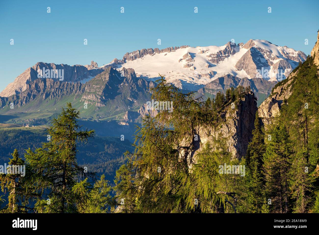 Vue sur le nord du groupe de montagne Marmolada, glacier. Mélèze (Larix decidua). Trentin-Haut-Adige. Alpes italiennes. Europe. Banque D'Images