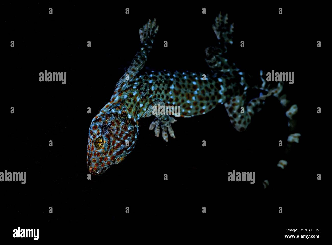 Tokay Gecko - Gekko gecko, magnifique grand lézard de gradens et maisons asiatiques, Thaïlande. Banque D'Images