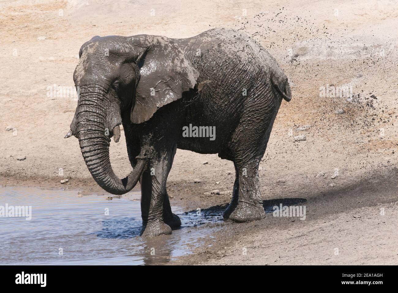 Young Bull Elephant en train d'éclabousser au parc national d'Etosha, en Namibie Banque D'Images