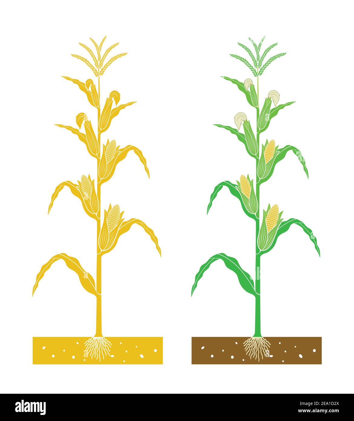 plante de maïs avec feuilles et produit Illustration de Vecteur