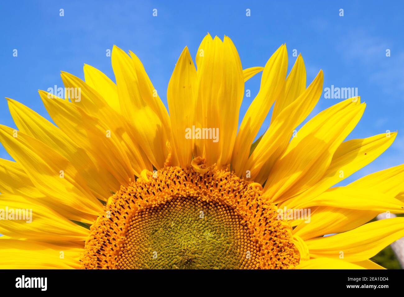 Gros plan d'un tournesol (Helianthus annuus) contre le ciel bleu. Banque D'Images