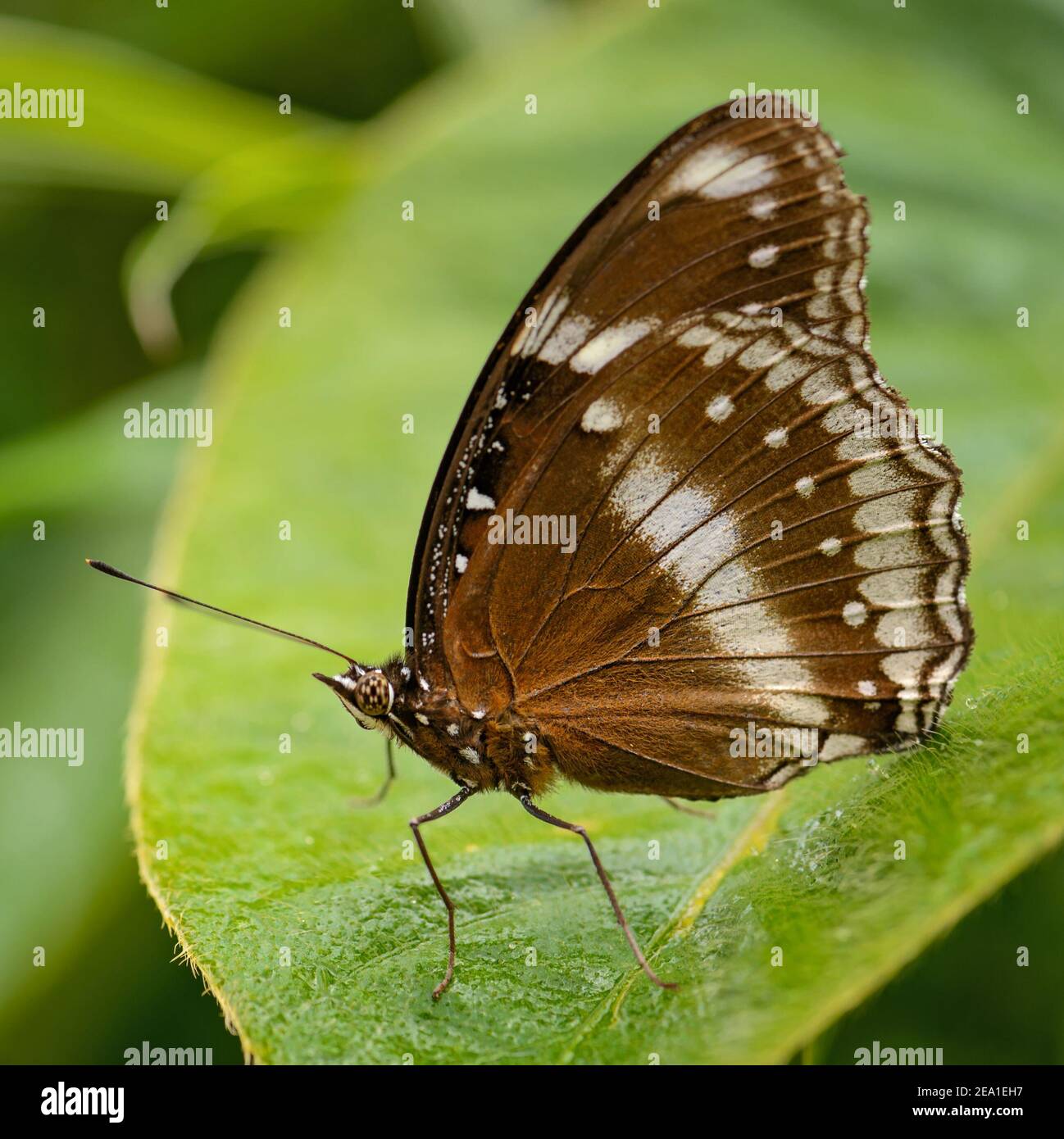 Eggfly commun - Hypolimnas bolina, beau papillon coloré de forêts et buissons asiatiques et australiens, Thaïlande. Banque D'Images