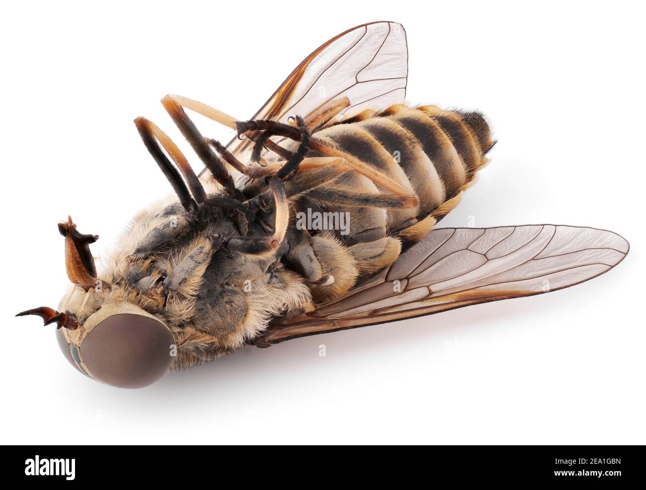 Photo macro de la mouche morte isolée sur fond blanc. Gros plan sur l'insecte de la mouche du bot mort Banque D'Images