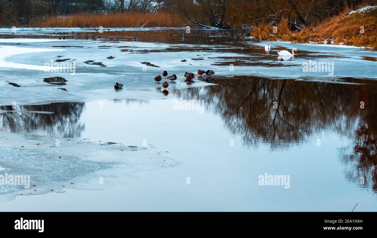 Étang gelé avec canards et cygnes en hiver Banque D'Images