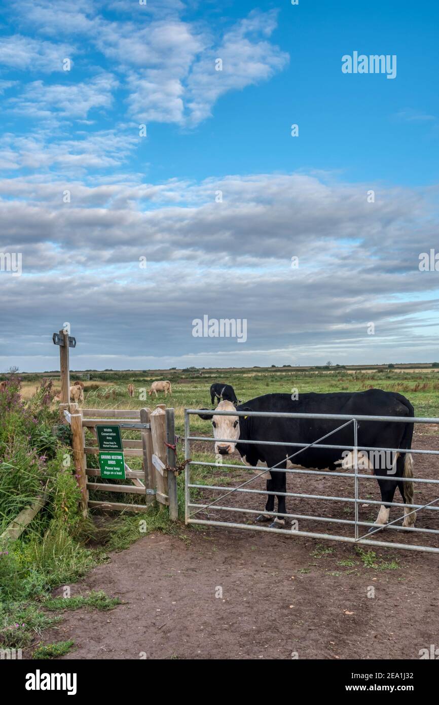 Vaches regardant à travers la porte dans le champ traversé par la voie publique. Banque D'Images