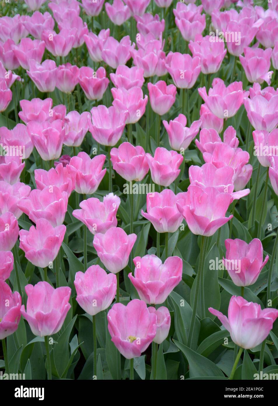 Tulips roses en pleine floraison aux jardins de Keukenhof, également connu sous le nom de jardin d'Europe. Un des plus grands jardins de fleurs de la municipalité de Lisse Banque D'Images