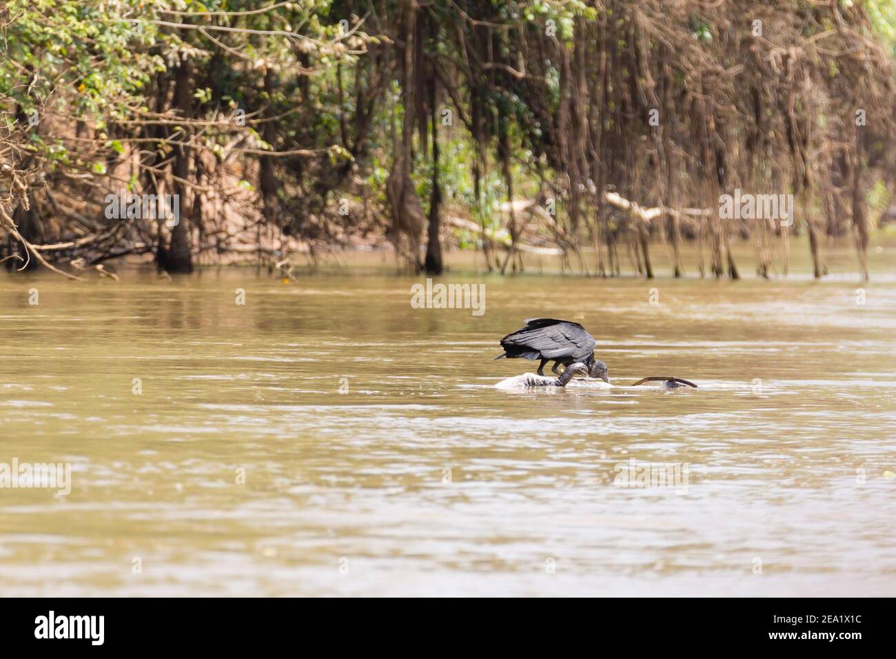 Urubu noir flottant sur une rivière à partir de la mort de caïmans Pantanal, Brésil. La faune du Brésil. Banque D'Images