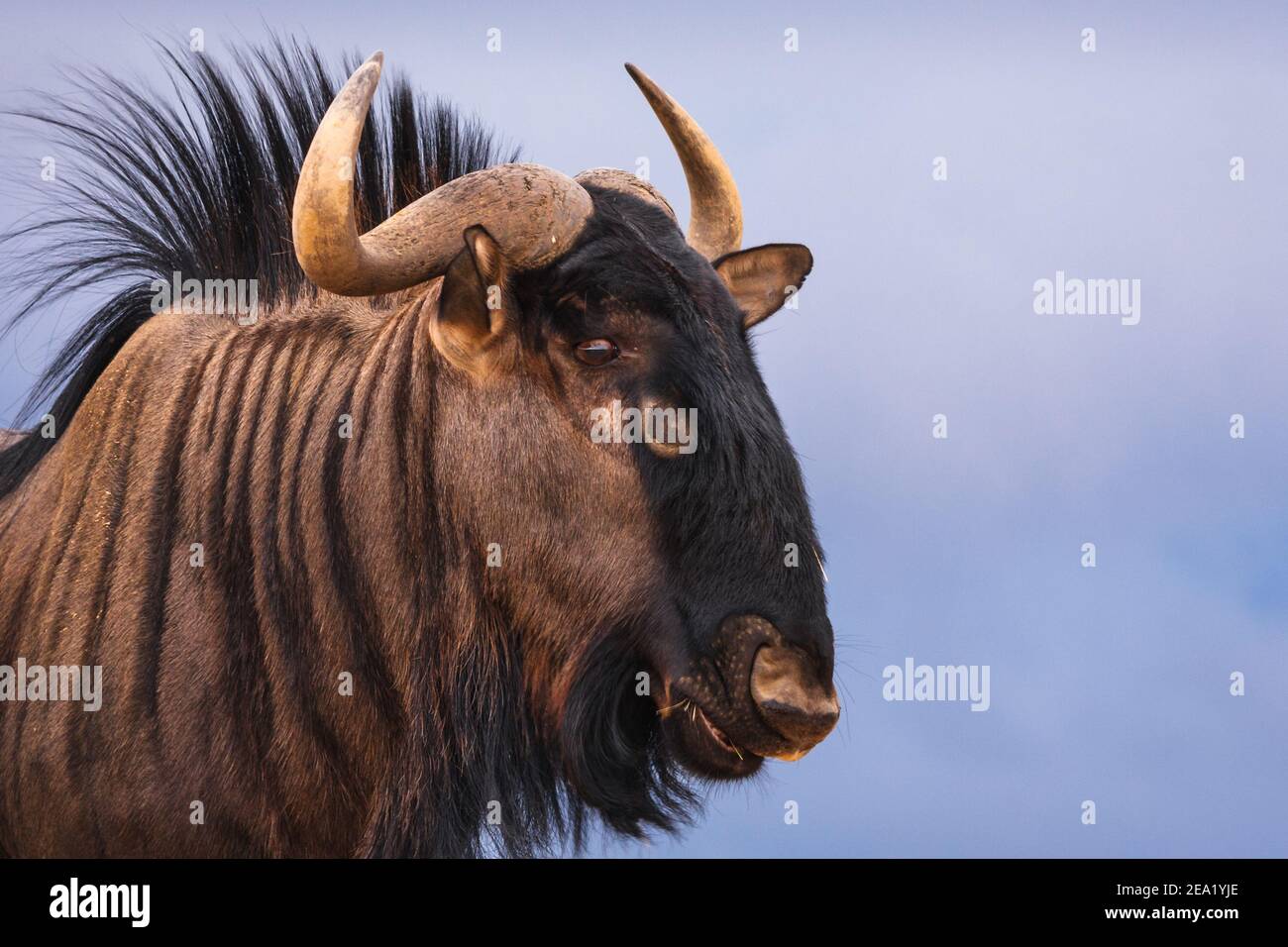 Blue Wildebeest, Connochaetes taurinus, district de Nossob, parc national transfrontalier de Kgalagadi, Afrique du Sud Banque D'Images