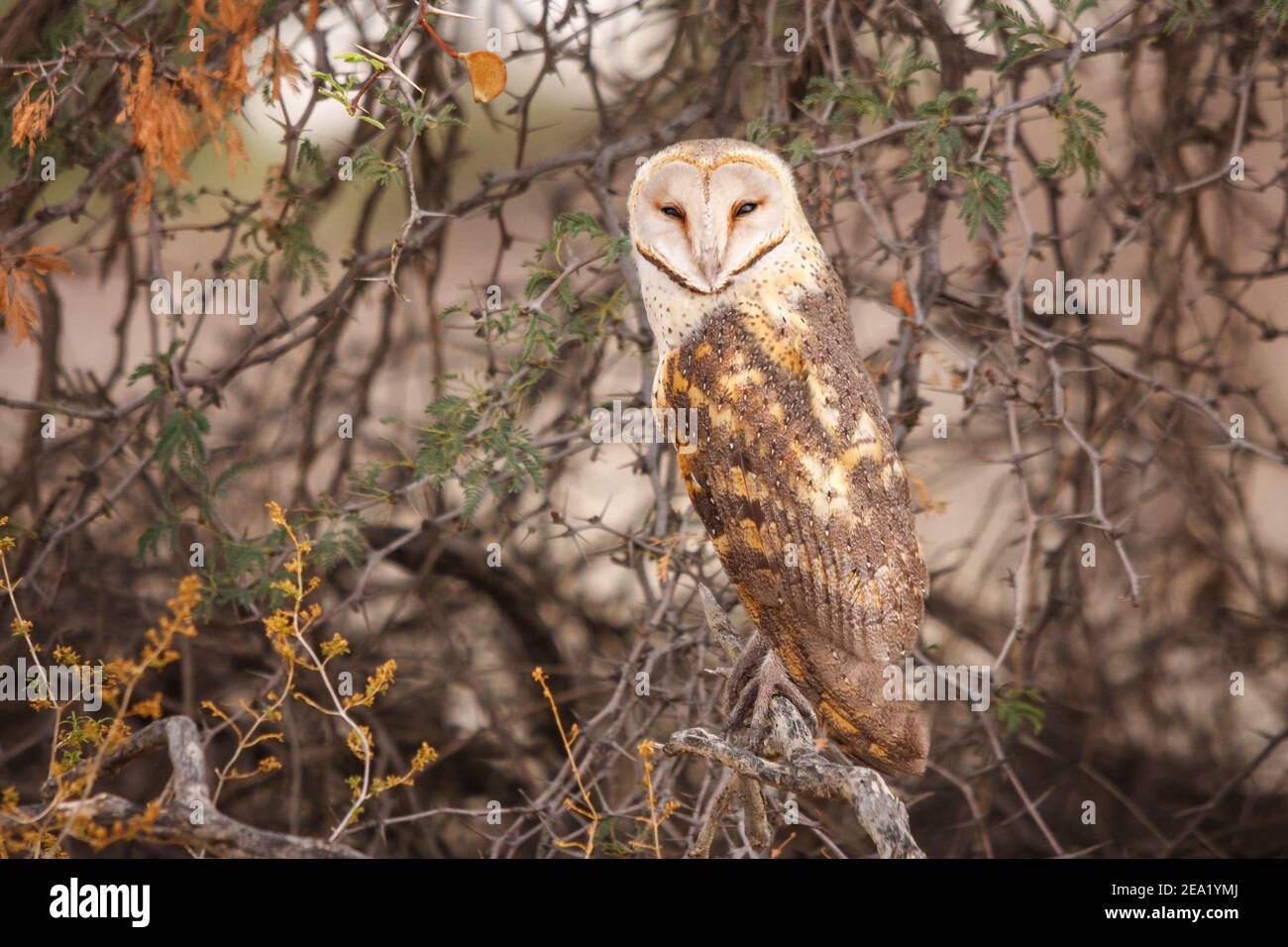 Barn Owl, Tyto alba, district de Nossob, parc national transfrontalier de Kgalagadi, Afrique du Sud Banque D'Images