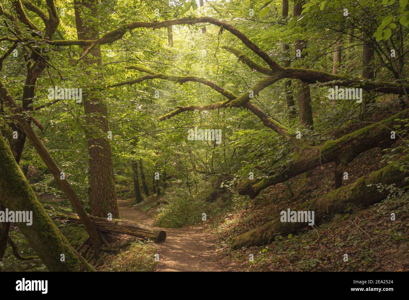 Scène de forêt rêveuse avec sentier de randonnée dans une forêt allemande À Hunsrück Banque D'Images