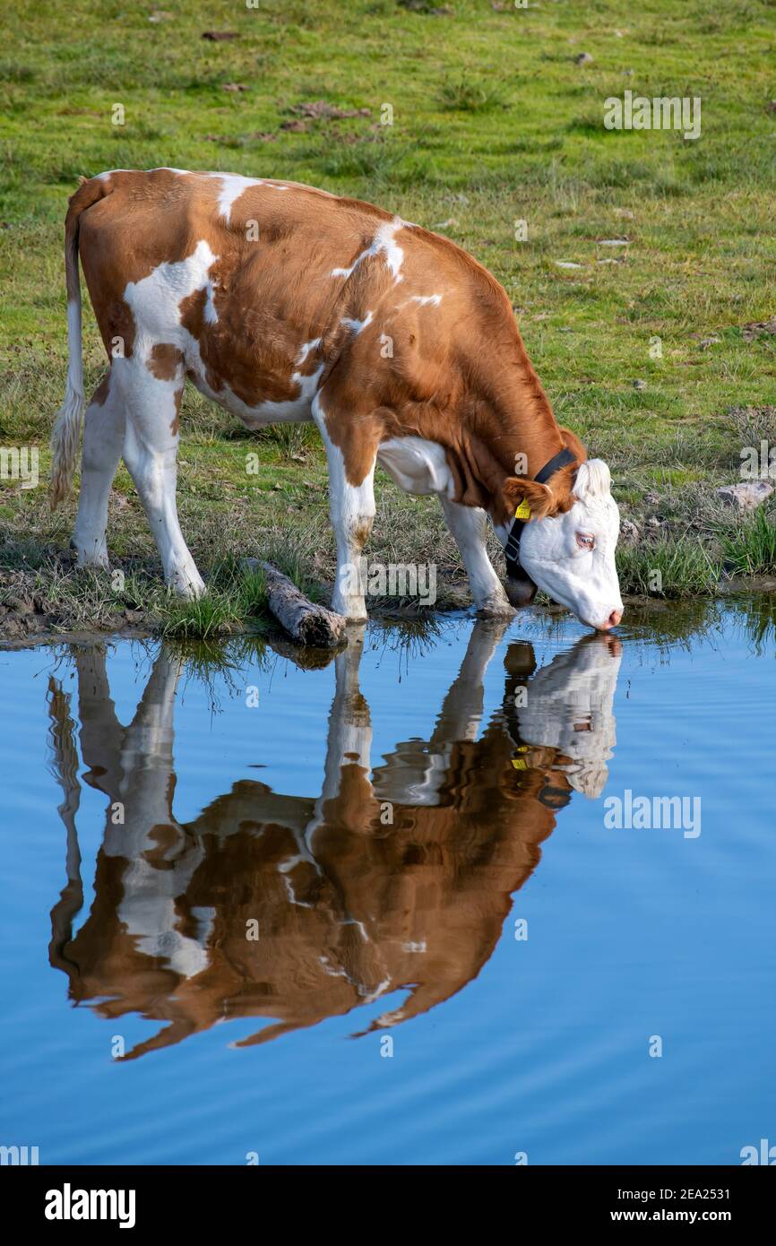 Vache dans le pâturage alpin, boit, bétail tyrolien Simmental, au lac Salfeins, Salfeins-Alm, Alpes de Stubai, Tyrol, Autriche Banque D'Images