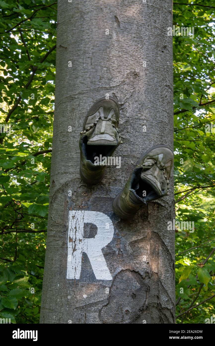 Marquage du chemin sur un tronc d'arbre avec un R pour le sentier de randonnée Rennsteig dans le parc naturel de la forêt de Thuringe. Banque D'Images