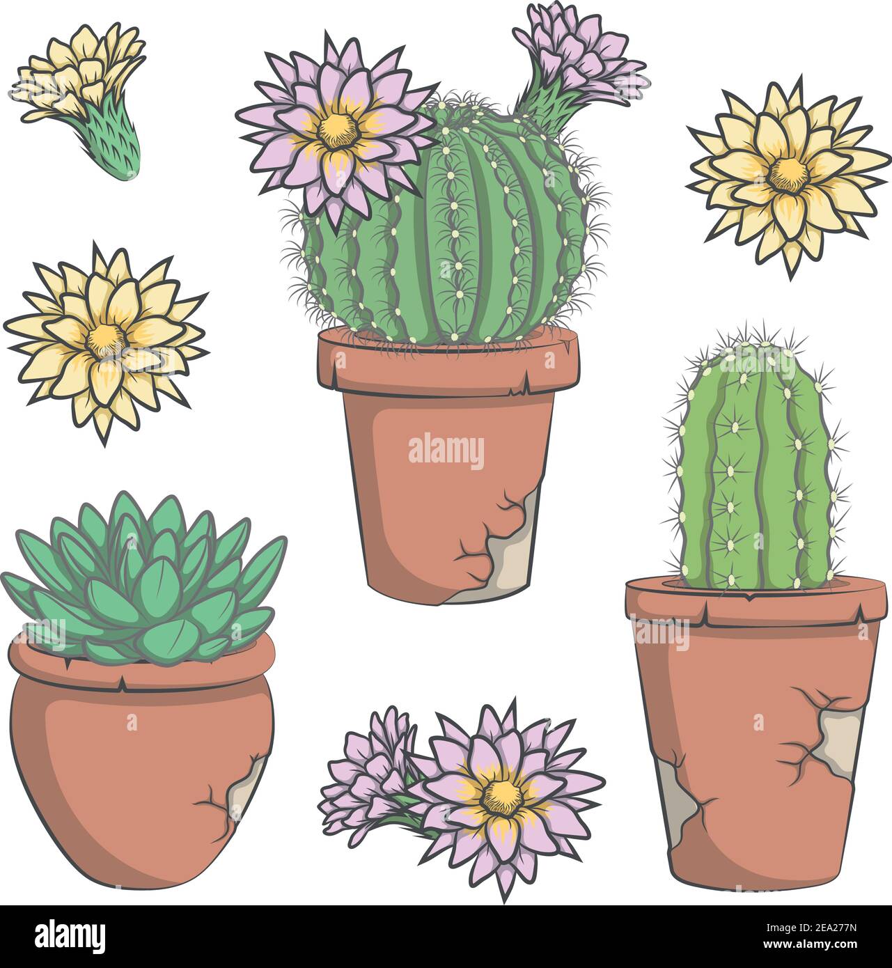 Ensemble de cactus vectoriels de couleur avec fleurs dans de vieux pots. Illustration de Vecteur