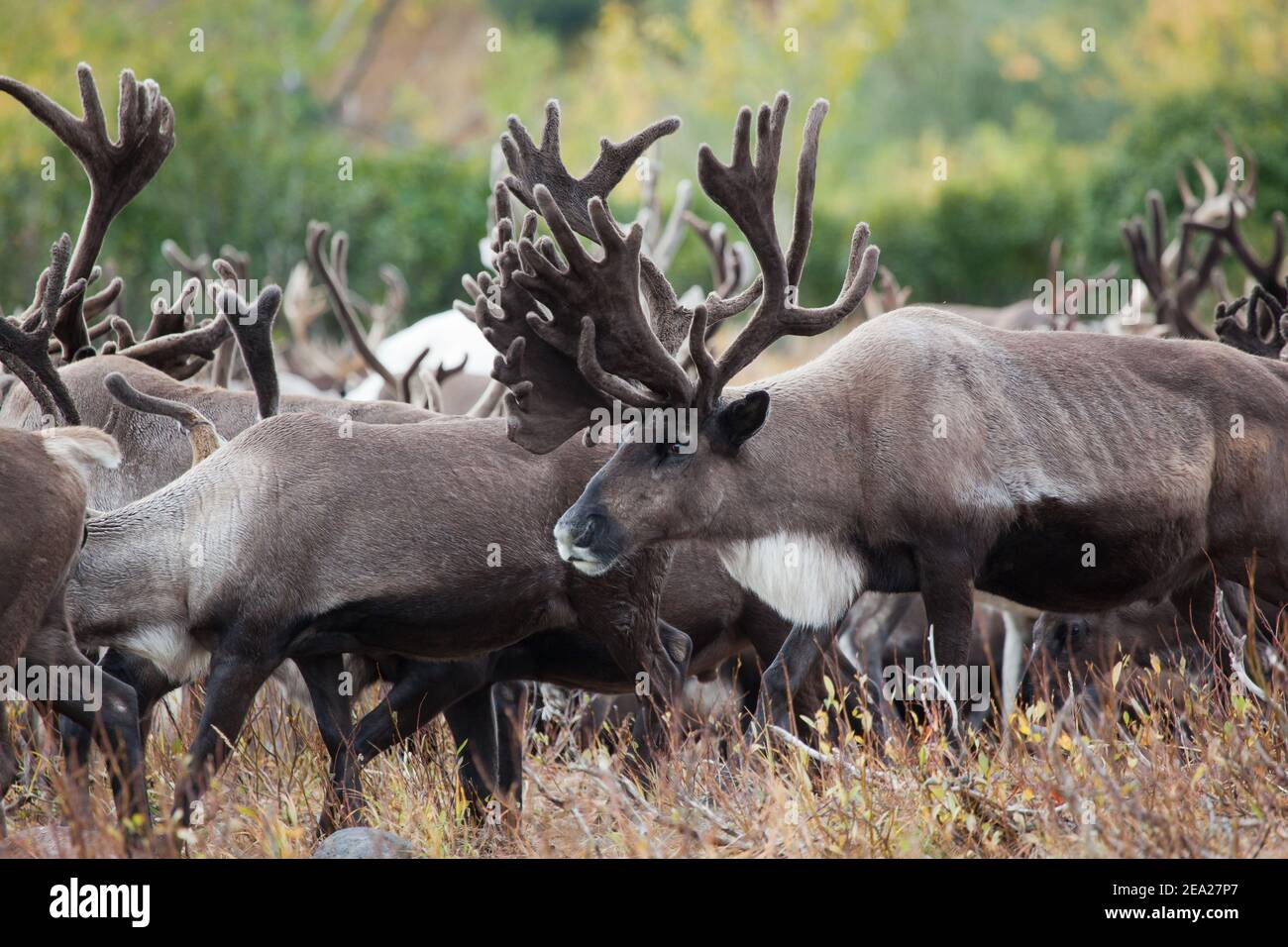 la harde de caribous est en gros à l'automne. Kamchatka Russie. Banque D'Images