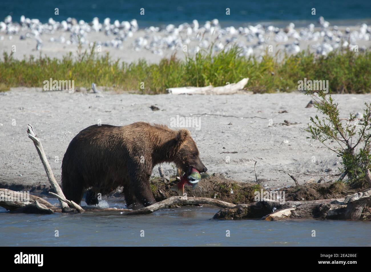 L'ours sauvage tient un saumon de poisson dans sa bouche. Kamchatka. Russie. Banque D'Images