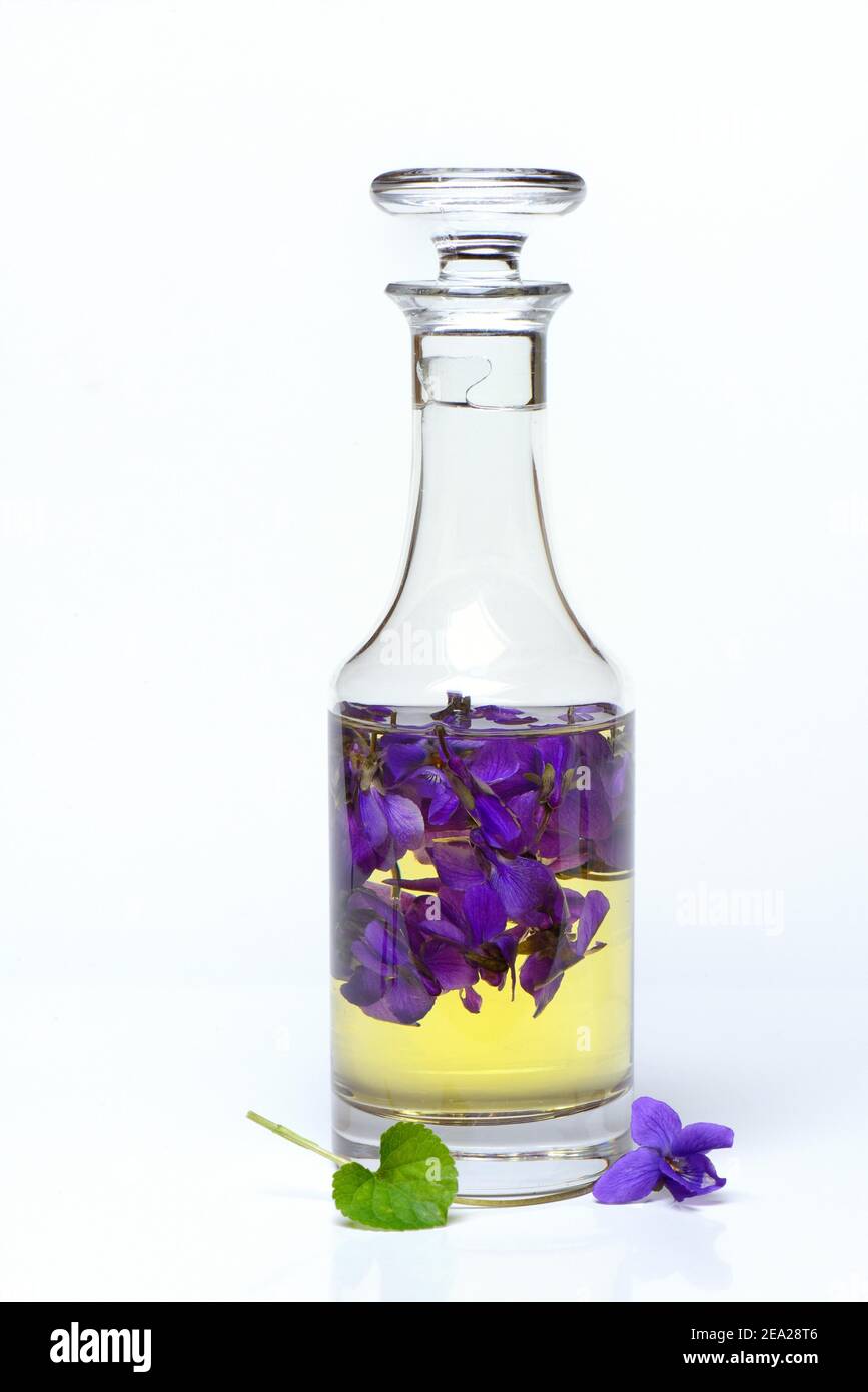 Violet de bois ( Viola odorata) en bouteille avec huile, huile parfumée Banque D'Images