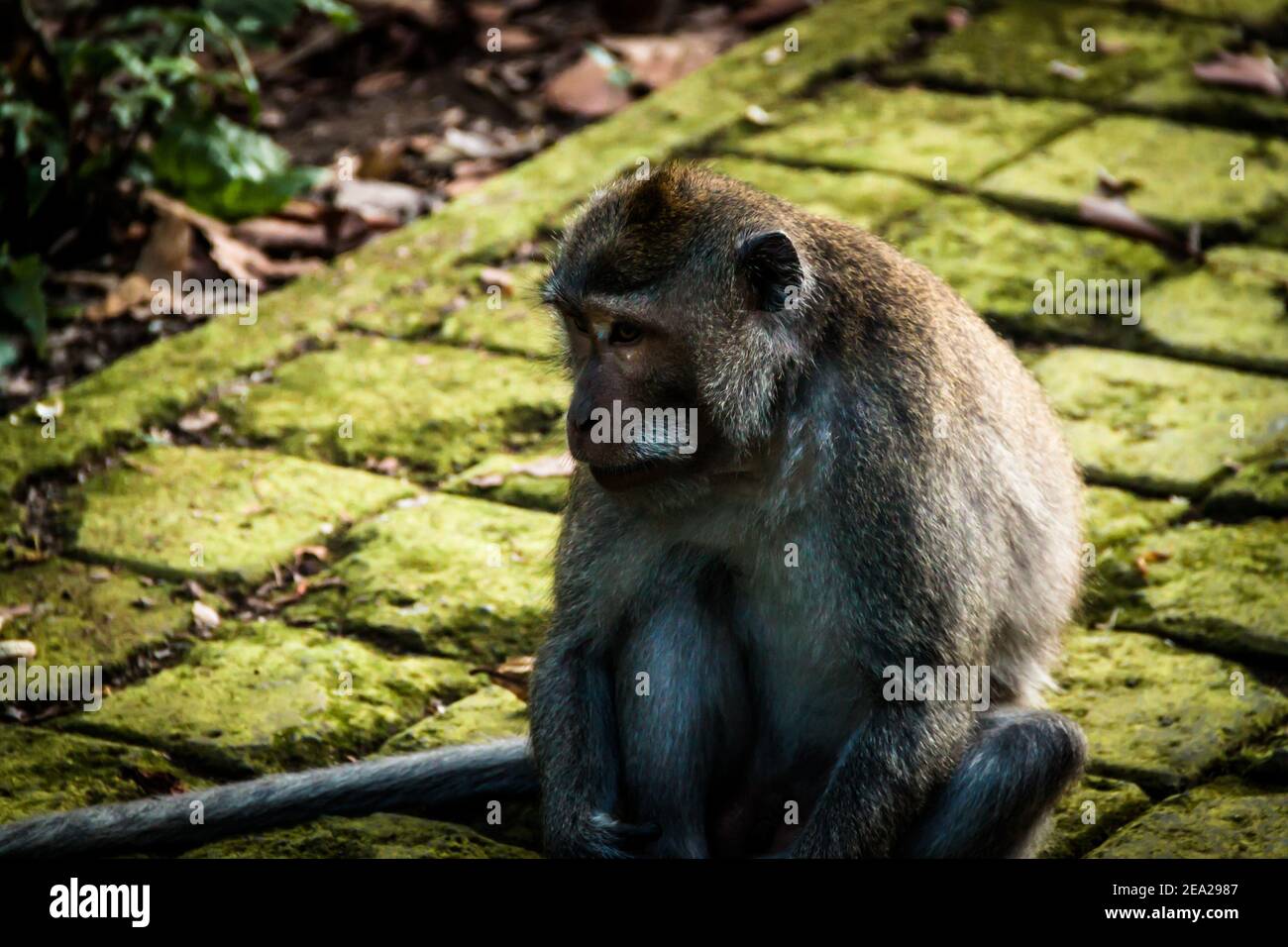 Un singe macaque à longue queue (macaca fascicularis) est assis sur le trottoir et regarde les touristes à Forêt de singes de Sangeh à Bali Banque D'Images