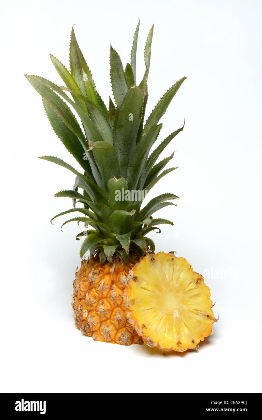 Ananas tronqué ( Ananas comosus) bébé... Banque D'Images