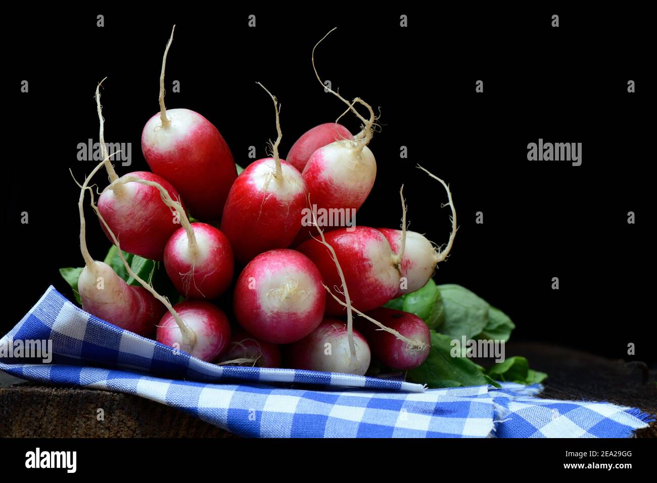 Red-White Red Radish ( Raphanus sativus var. Sativus) Banque D'Images