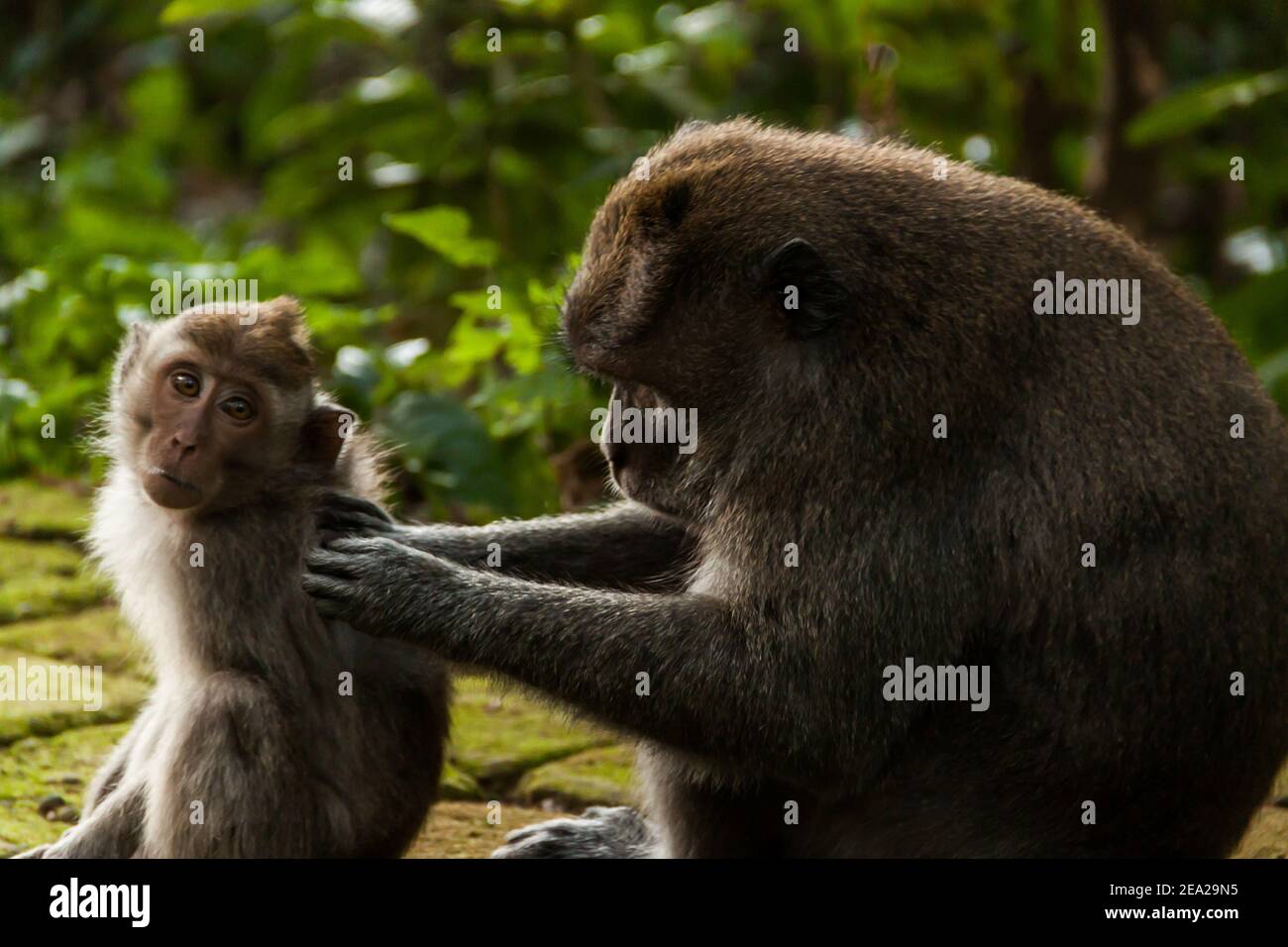 Un bébé macaque à queue longue (macaca fascicularis) regarder autour de grands yeux pendant que sa mère est toilettage Lui à Sangeh Monkey Forest Banque D'Images
