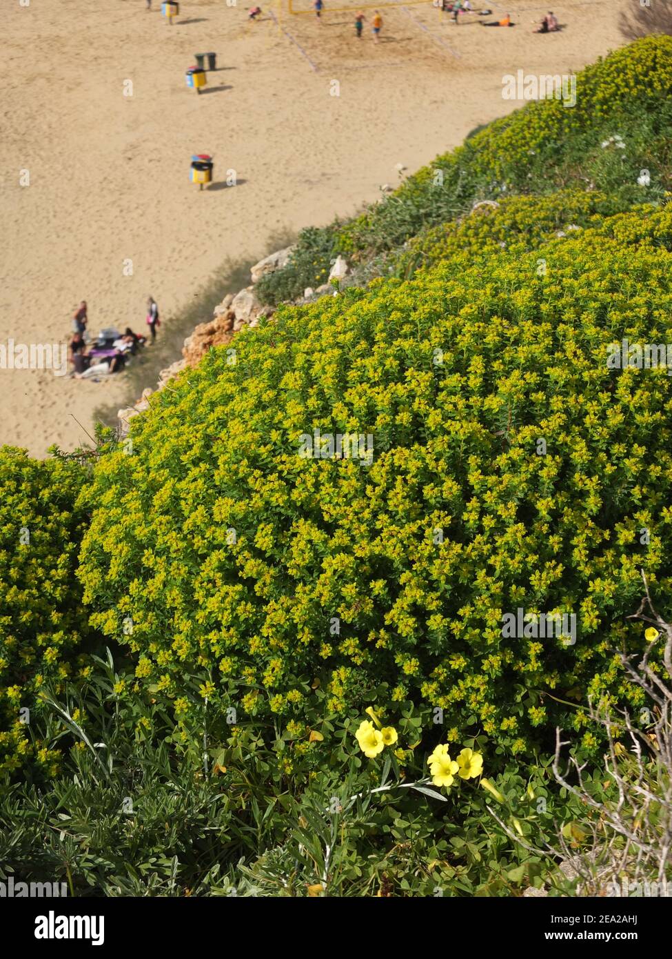 Buisson d'épi (Euphorbia dendroides) surplombant la baie d'Or, Malte Banque D'Images Buisson d'épi (Euphorbia dendroides) surplombant la baie d'Or, Malte Banque D'Images